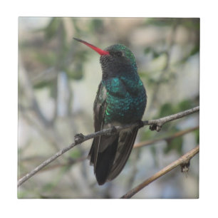 Azulejo De Cerámica colibrí Amplio-cargado en cuenta