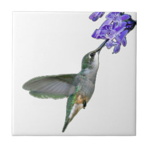 Azulejo De Cerámica Colibrí con la lavanda de Mona