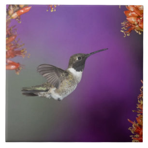 Azulejo De Cerámica Colibrí de barbilla negra, Archilochus alexandri,
