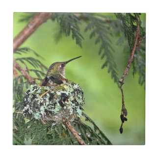Azulejo De Cerámica Colibrí de la madre en jerarquía