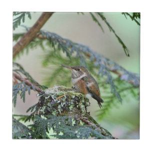 Azulejo De Cerámica Colibrí del bebé que se pega hacia fuera la lengua