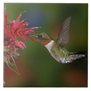 Azulejo De Cerámica Colibrí garganta de rubí macho