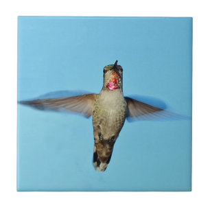Azulejo De Cerámica Colibrí que asoma