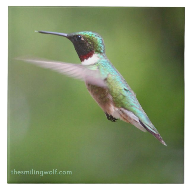 Azulejo De Cerámica Colibrí Rubí-Throated (Frente)