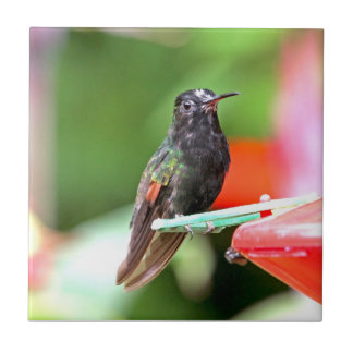 Azulejo De Cerámica Colibrí tropical en el alimentador