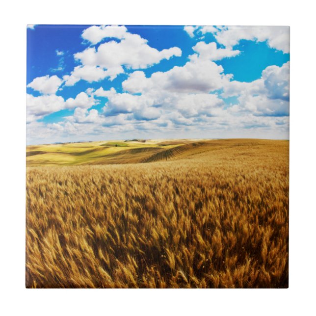 Azulejo De Cerámica Colinas rocosas de trigo maduro (Frente)