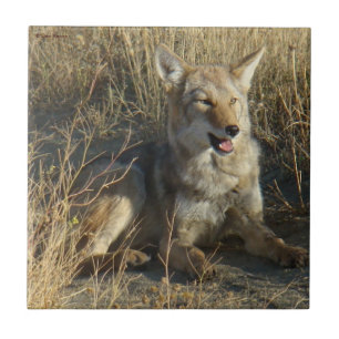 Azulejo De Cerámica Colocación del coyote R18