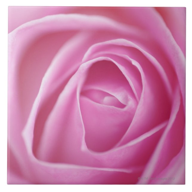 Azulejo De Cerámica Color de rosa, Alemania (Frente)