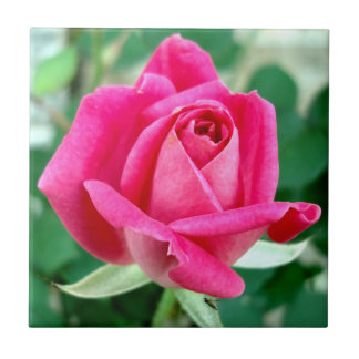 Azulejo De Cerámica Color de rosa Knockout doble rosado