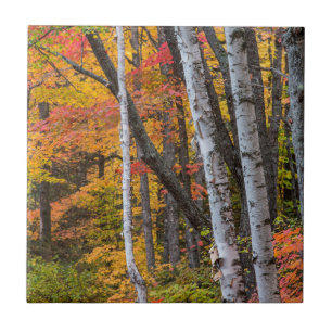 Azulejo De Cerámica Color Otoñal En El Bosque Cerca De Copper Harbor