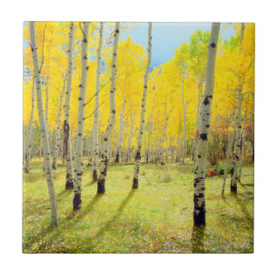 Azulejo De Cerámica Colores de otoño de árboles de Aspen 4
