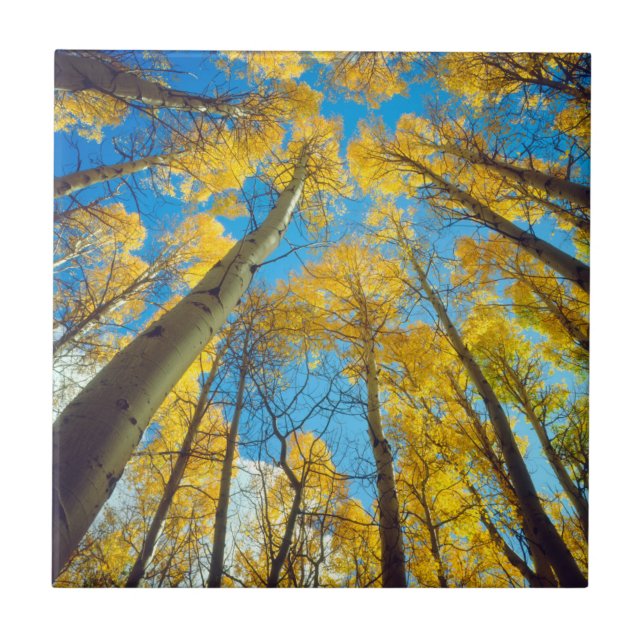 Azulejo De Cerámica Colores otoñales 2 (Frente)