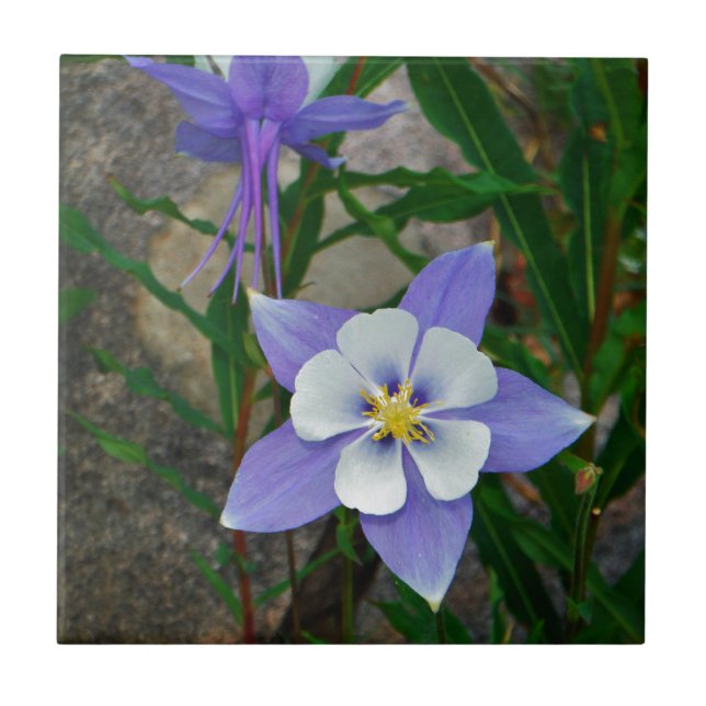 Azulejo De Cerámica Columbina azul (Frente)