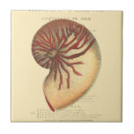 Azulejo De Cerámica Concha roja vintage<br><div class="desc">En esta imagen vívida, se puede ver en vintage natural y estilo único de la concha roja de Conch de cerca. Este tipo único de arte tiene un matiz negro y rojo para acentuar la espiral de esta concha de concha. Obtén hoy esta cáscara de concha con un fondo sepia...</div>