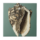 Azulejo De Cerámica Concha verde azulada<br><div class="desc">En esta hermosa y clásica concha de conchas negras y blancas se puede ver el sombreado de una concha natural muy nítida y clara. Se puede ir a la playa a buscar conchas o a jugar en la arena. Consiga hoy mismo este arte de concha verde azulado de estilo náutico...</div>