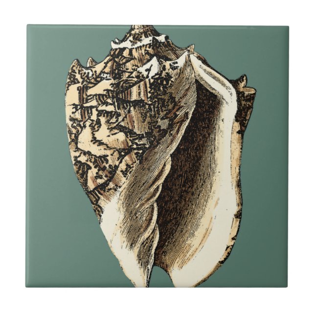 Azulejo De Cerámica Concha verde azulada (Frente)