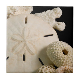 Azulejo De Cerámica Conchas Blancas De Mar Y Dólar De Arena