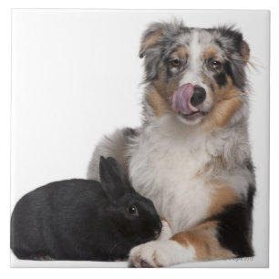 Azulejo De Cerámica Conejo (de 1 año) que miente al lado de un