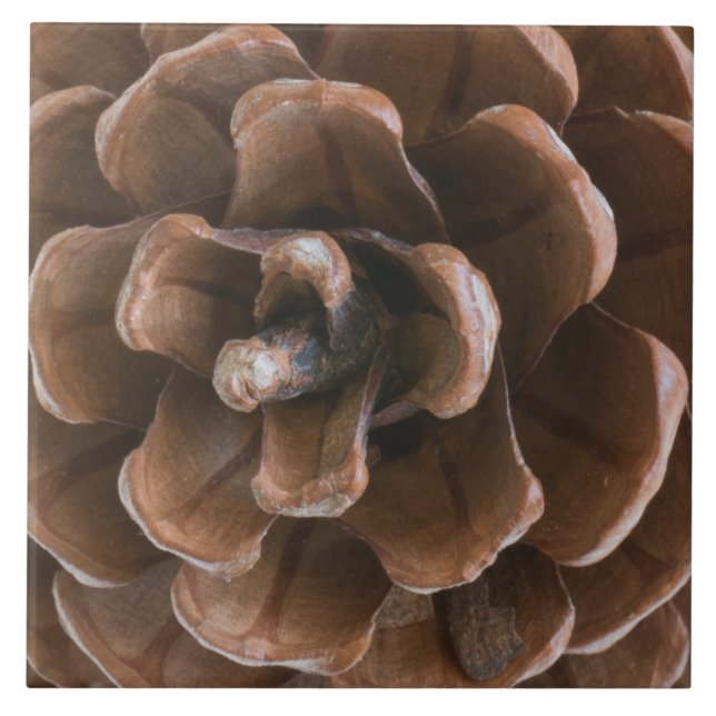 Azulejo De Cerámica Cono de pino (Frente)