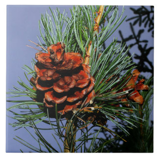Azulejo De Cerámica Cono del pino en rama del pino