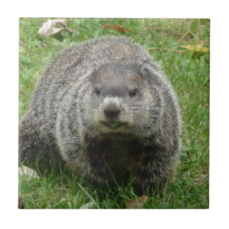 Azulejo De Cerámica Consumición de Groundhog