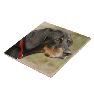 Azulejo De Cerámica Coonhound - Gracie Lou