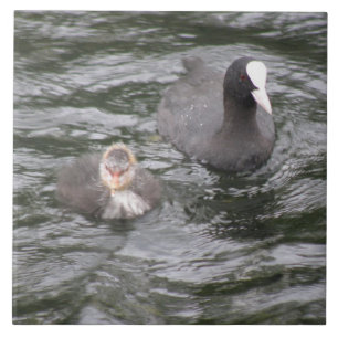 Azulejo De Cerámica Coot y mosaico de polluelos