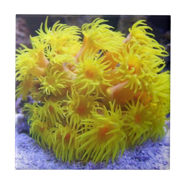 Azulejo De Cerámica Coral anaranjado de Sun (Frente)