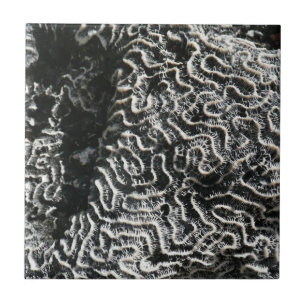 Azulejo De Cerámica Coral negro y blanco I Foto abstracta de la natura