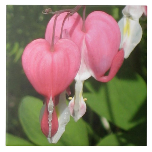 Azulejo De Cerámica Corazón de sangrado floral - Gran mosaico de fotos (Frente)