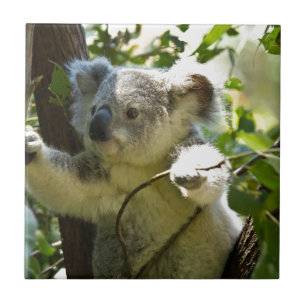 Azulejo De Cerámica Corbata de Koala