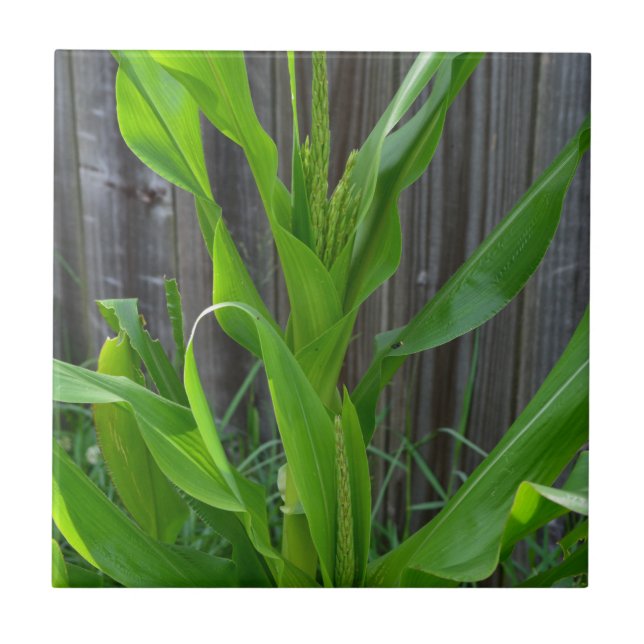 Azulejo De Cerámica Corn Stalk (Frente)