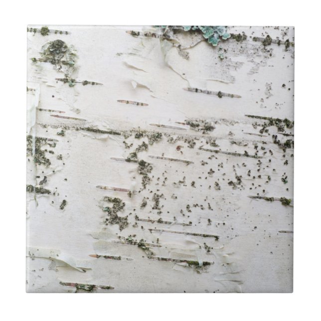 Azulejo De Cerámica Corteza de Birch (Frente)