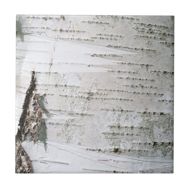 Azulejo De Cerámica Corteza de Birch (Frente)