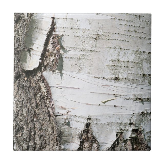 Azulejo De Cerámica Corteza de Birch (Frente)