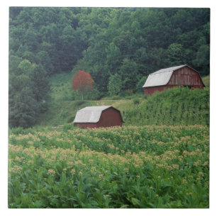 Azulejo De Cerámica Cosecha del tabaco y pares de graneros rojos del
