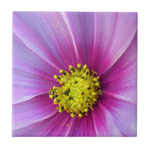 Azulejo De Cerámica Cosmos rosados