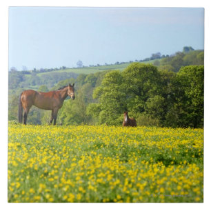 Azulejo De Cerámica Cotswolds, Reino Unido