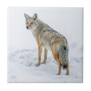 Azulejo De Cerámica Coyote en alerta en nieve