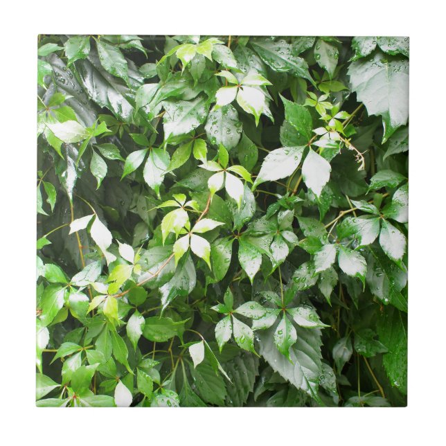 Azulejo De Cerámica Crecimientos grandes del arrastramiento verde de (Frente)