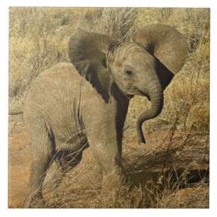 Azulejo De Cerámica Cría de elefante africano, Loxodonta Africana,