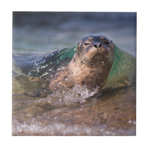 Azulejo De Cerámica Cría de foca común
