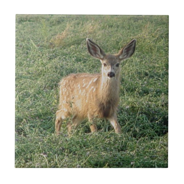 Azulejo De Cerámica Cria de venado mula D19 (Frente)