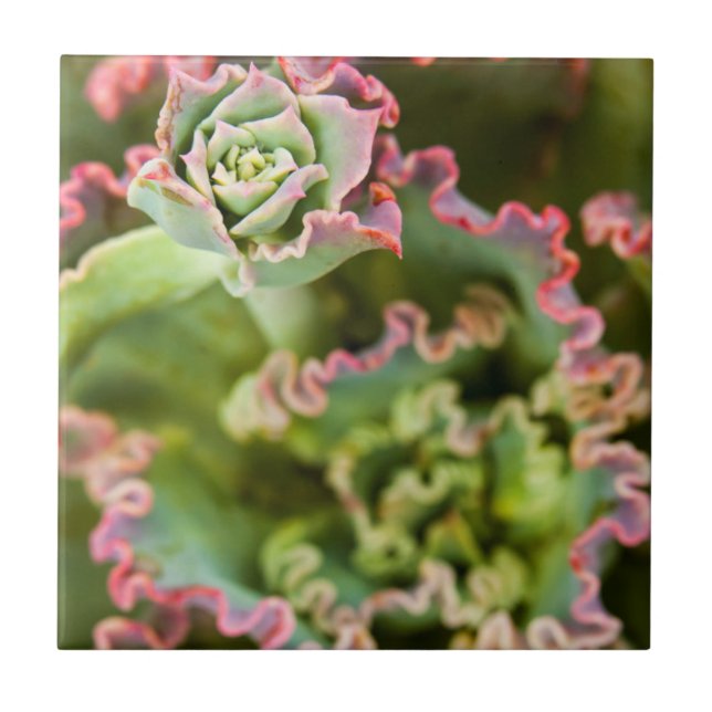 Azulejo De Cerámica Cría emergente de una planta de Echeveria (Frente)