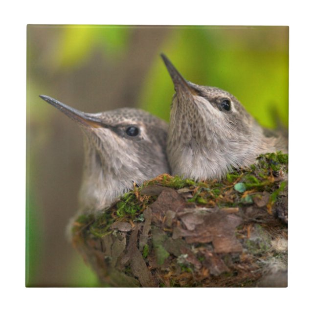 Azulejo De Cerámica Crías de colibríes (Frente)
