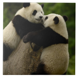 Azulejo De Cerámica Crías de panda gigante (Ailuropoda melanoleuca)