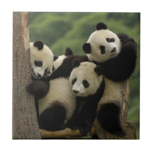 Azulejo De Cerámica Crías de panda gigante (Ailuropoda melanoleuca)