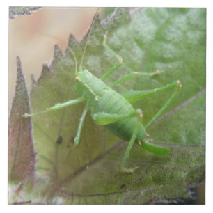 Azulejo De Cerámica Críquet verde en mosaico de hojas