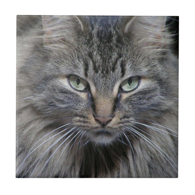 Azulejo De Cerámica Cubierta de cerámica para gato Maine Coon Kitty (Frente)