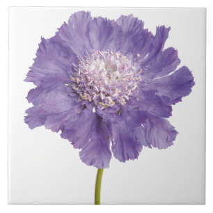 Azulejo De Cerámica Cubierta de mosaico de cerámica de flores moradas